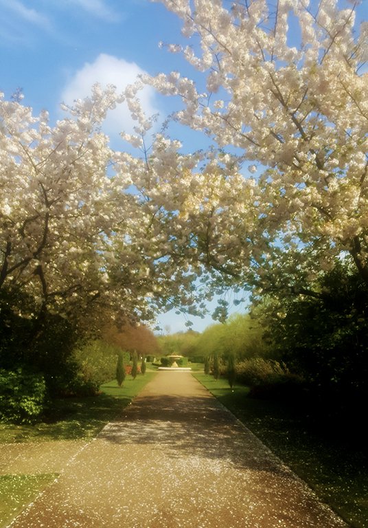 The blossom in Regents Park is incredible. It smells amazing!
