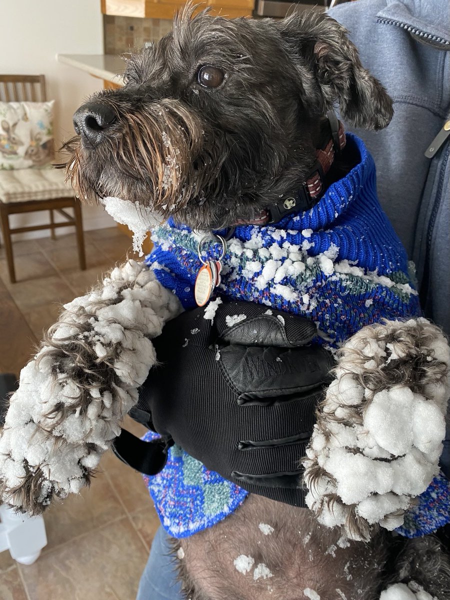 Jdavis_Halton's tweet photo. At least one of us still embraces the joy of a snowfall in late April. #Dogs #SpringTimeInCanada ⁦@weathernetwork⁩ https://t.co/7vbwafTChF