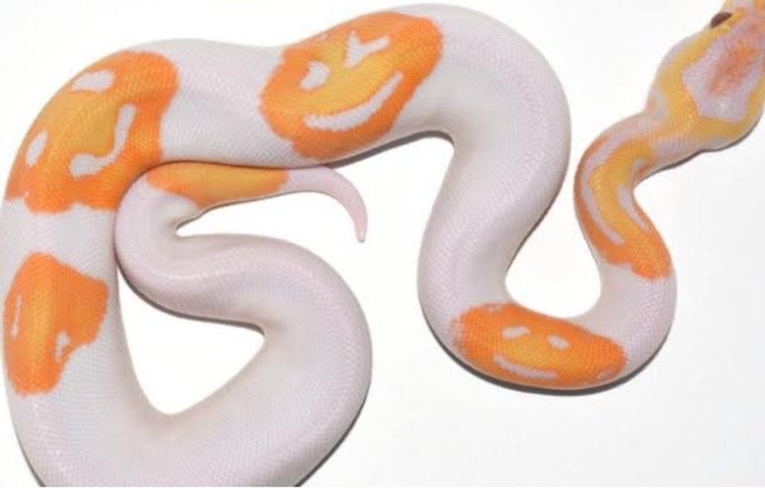 Man breeds snake with 3 smiley face emojis on its body and sold it for over Rs.0.94 million...