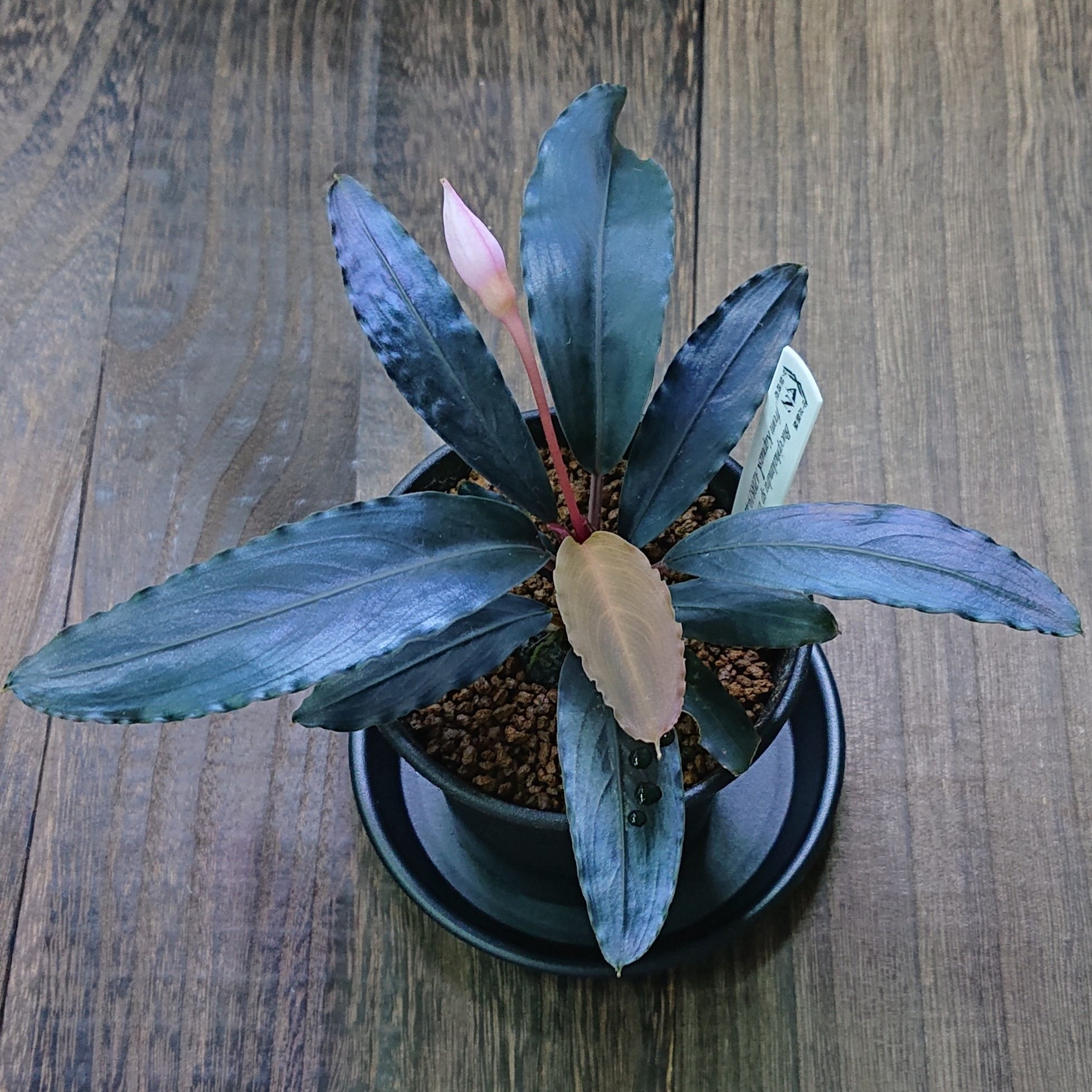 Bucephalandra sp. Deep purple 【AZ0819-4】 Bucephalandra sp.