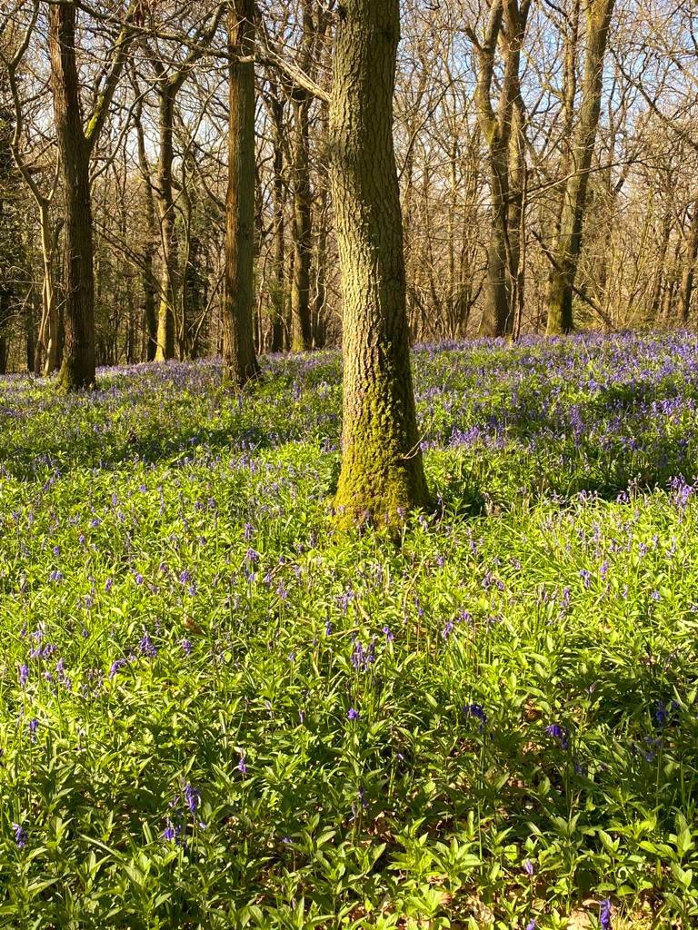 Explore the great outdoors in the pictureque #Wyevalley lots of open space to explore beautiful bluebells and woodland walks 😍 
@VisitDeanWye @VisitHfds @EatSleepLiveHfd