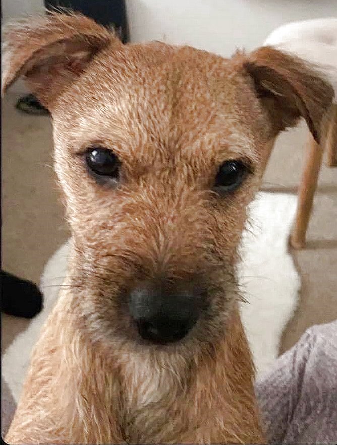 woof_radio's tweet photo. Milo was hit by a van. It took 17 days to find him.His front leg was injured with skin &amp; muscle missing exposing the bone. His other injury was to his back leg where it impossible to be saved. His rear leg was amputated over the weekend.  https://t.co/mG45kKNxnb https://t.co/NCxJXlZNUb