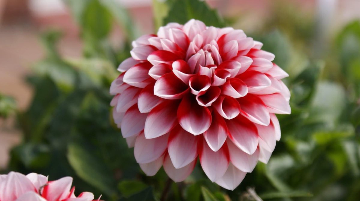 EnvironmentPage's tweet image. We absolutely LOVED all the photos you guys shared! 🙌🏻

Some very green fingers out there and beautiful gardens! 🪴

Here’s a few of our favourites 💛