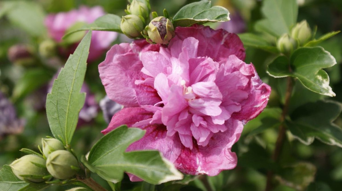 EnvironmentPage's tweet image. We absolutely LOVED all the photos you guys shared! 🙌🏻

Some very green fingers out there and beautiful gardens! 🪴

Here’s a few of our favourites 💛