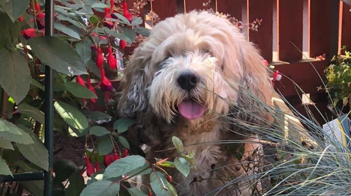EnvironmentPage's tweet image. We absolutely LOVED all the photos you guys shared! 🙌🏻

Some very green fingers out there and beautiful gardens! 🪴

Here’s a few of our favourites 💛