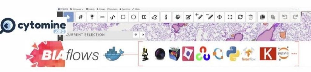 cytomine_uliege's tweet photo. @cytomine and #biaflows WEBINAR on May 4th & 11th 3.30PM-5PM CET! Do you want share large imaging data (digital pathology & other modalities), semantic annotations, your AI/CV algorithms, and quantitative results all over the web ? Register: https://t.co/ZfIb2Tj4M7 @NEUBIAS_COST https://t.co/Gkt8Dyjzli