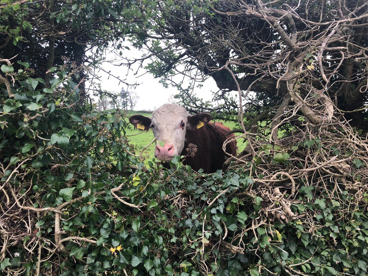 jamesdeancoach's tweet photo. Some friendly faces on our morning walk!!!

It’s a great way to start the day!!!

#getoutside #walking #headspace #morning https://t.co/C1rB397DHk