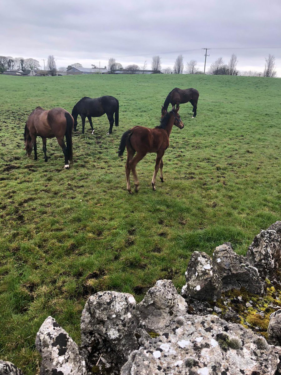 jamesdeancoach's tweet photo. Some friendly faces on our morning walk!!!

It’s a great way to start the day!!!

#getoutside #walking #headspace #morning https://t.co/C1rB397DHk