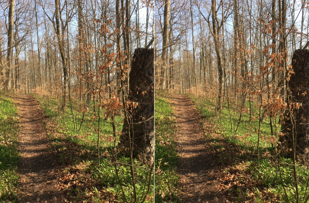  #waldszenen 20210421Browse this thread to see the same forest spot change from day to day ... Double mounts are  #3D. Read on to test this experience:  https://twitter.com/mweiss_tue/status/1373970623739879425?s=20