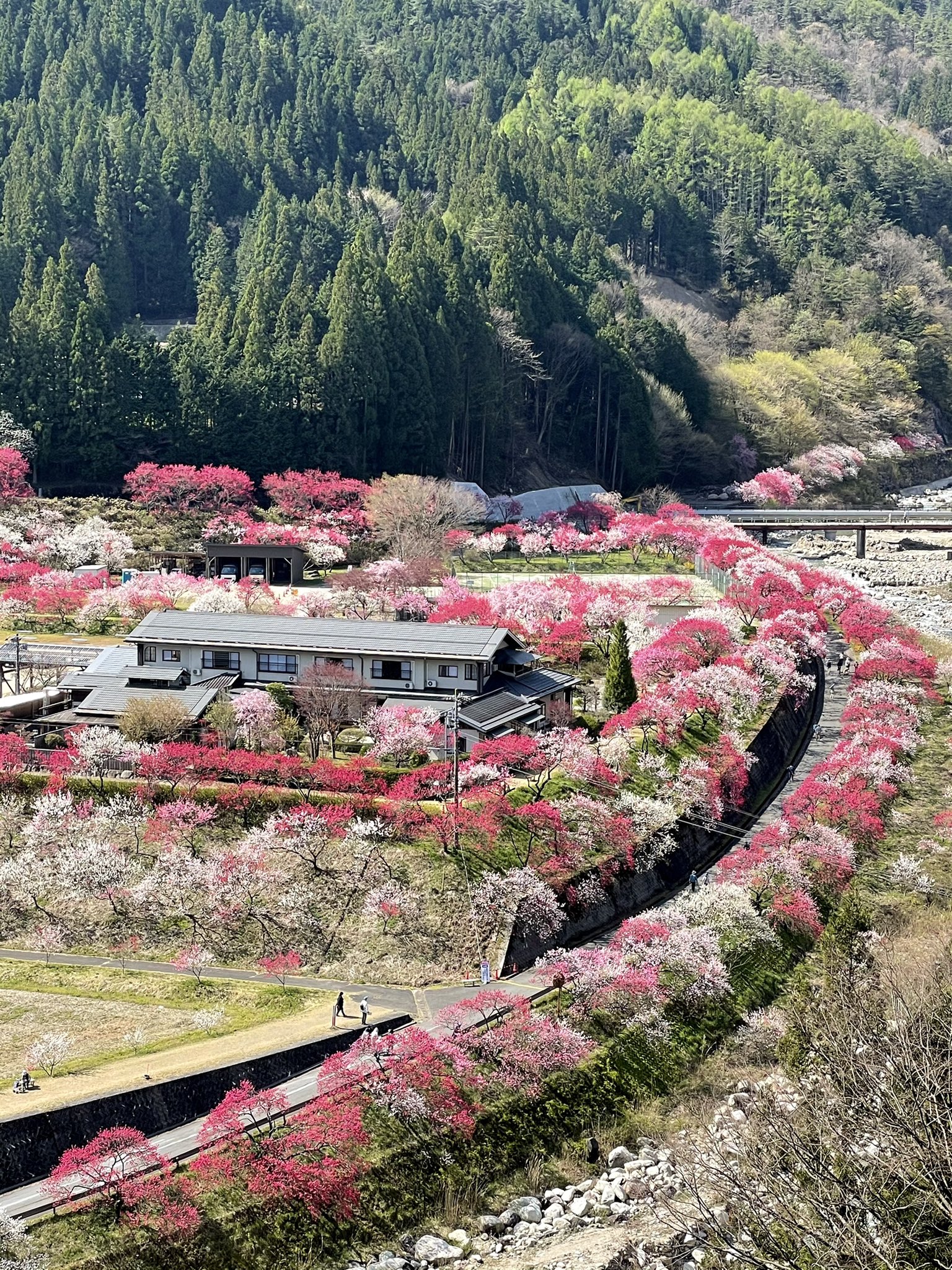 Toshi Nature Photographer 阿智村が桃源郷過ぎた 天気も見頃もバッチリでした これから300kmの道のり頑張ります 阿智村 花桃の里 T Co T7frhfiwkg Twitter