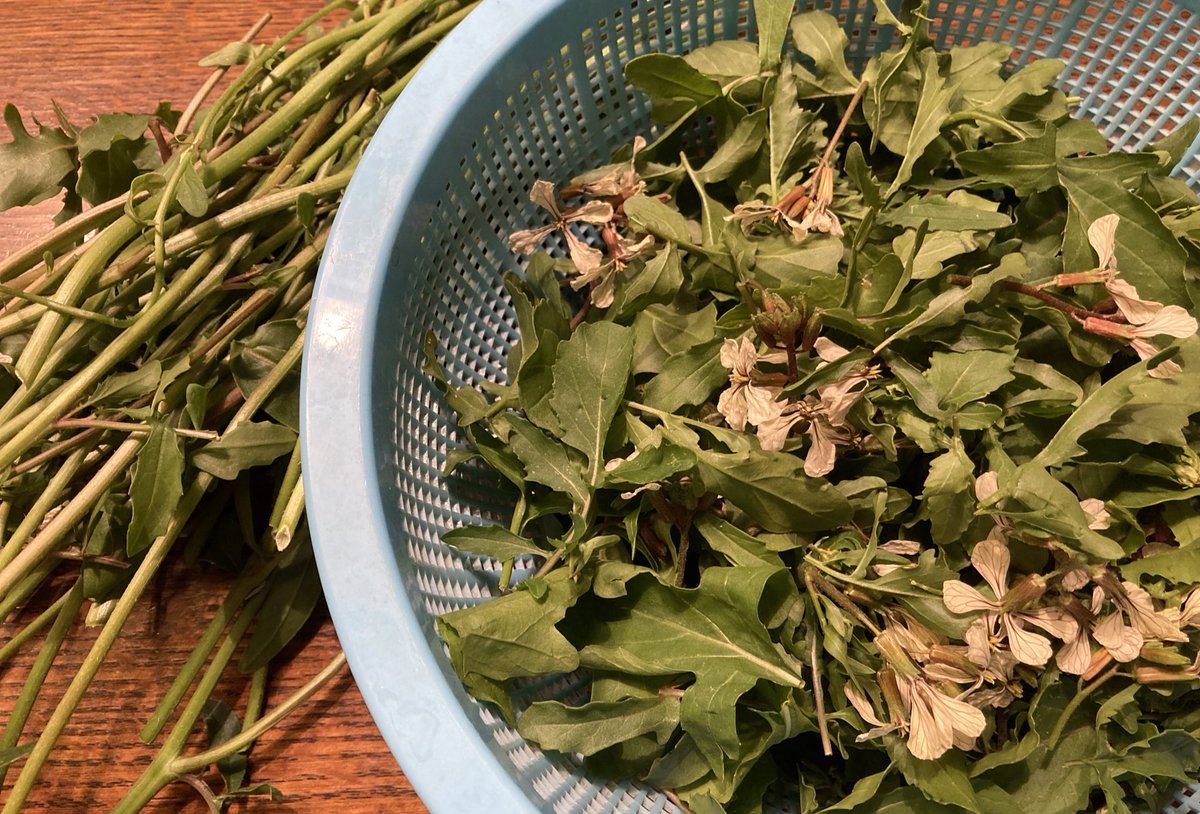 紺 V Twitter 引き続きルッコラが大豊作中 さすがに毎朝のサラダ には飽きて来たし 他の生菜が食べたい 茎はもう硬いから 柔らかそうな葉と蕾を摘んで オリーブオイルとニンニク ベーコンと炒めてみることに ルッコラ 小さな庭