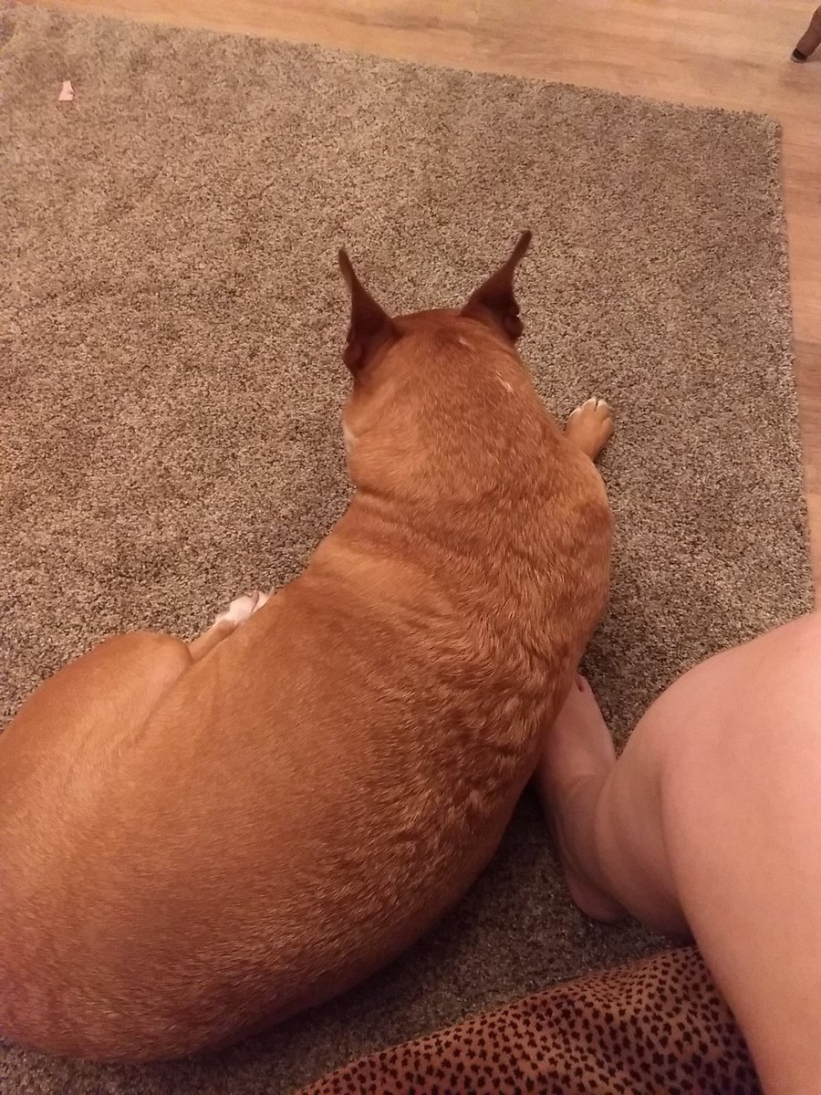 ThatAdhdGremlin's tweet photo. Puppy won't leave my side though, and keeps looking at me concerned before sniffing my knees 😂 I think she knows https://t.co/BwTcRJ3nQM