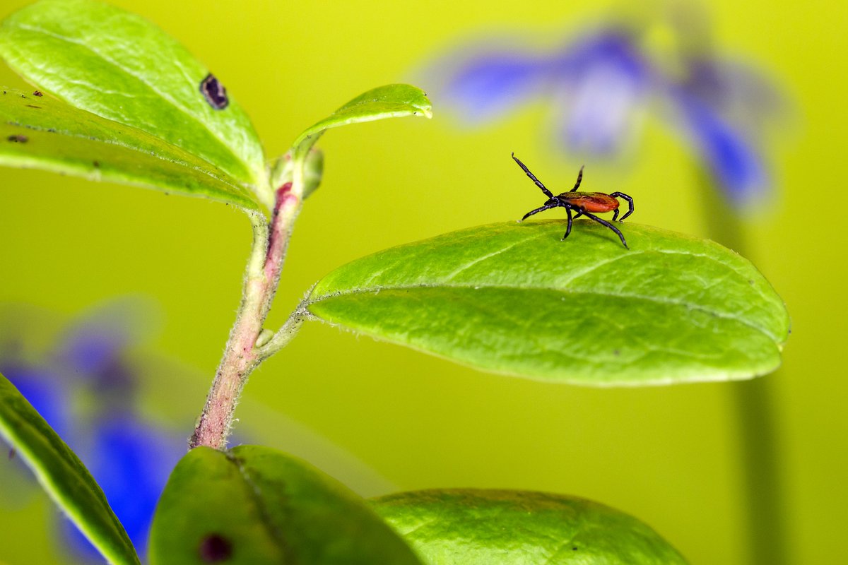 Het is de #WeekvandeTeek. Een week waarin we extra aandacht vragen voor de gezondheidsrisico's van een tekenbeet. 🕷 Let goed op als je de natuur in gaat, want deze kleine beestjes kunnen voor veel ellende zorgen. 
Lees meer op ikl-limburg.nl/buitenkennis/k…