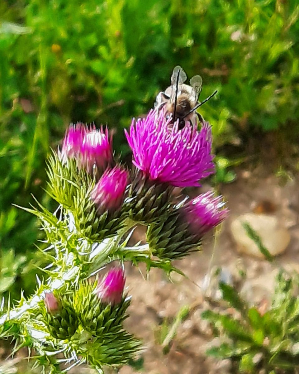 celesgalan64's tweet photo. #LlenaTwitterDeFlores y #bichitos
#insecto #polinizar #libar 🐝
#NaturePhotography
#biodiversity #Biodiversidad https://t.co/oBWjHOutPS