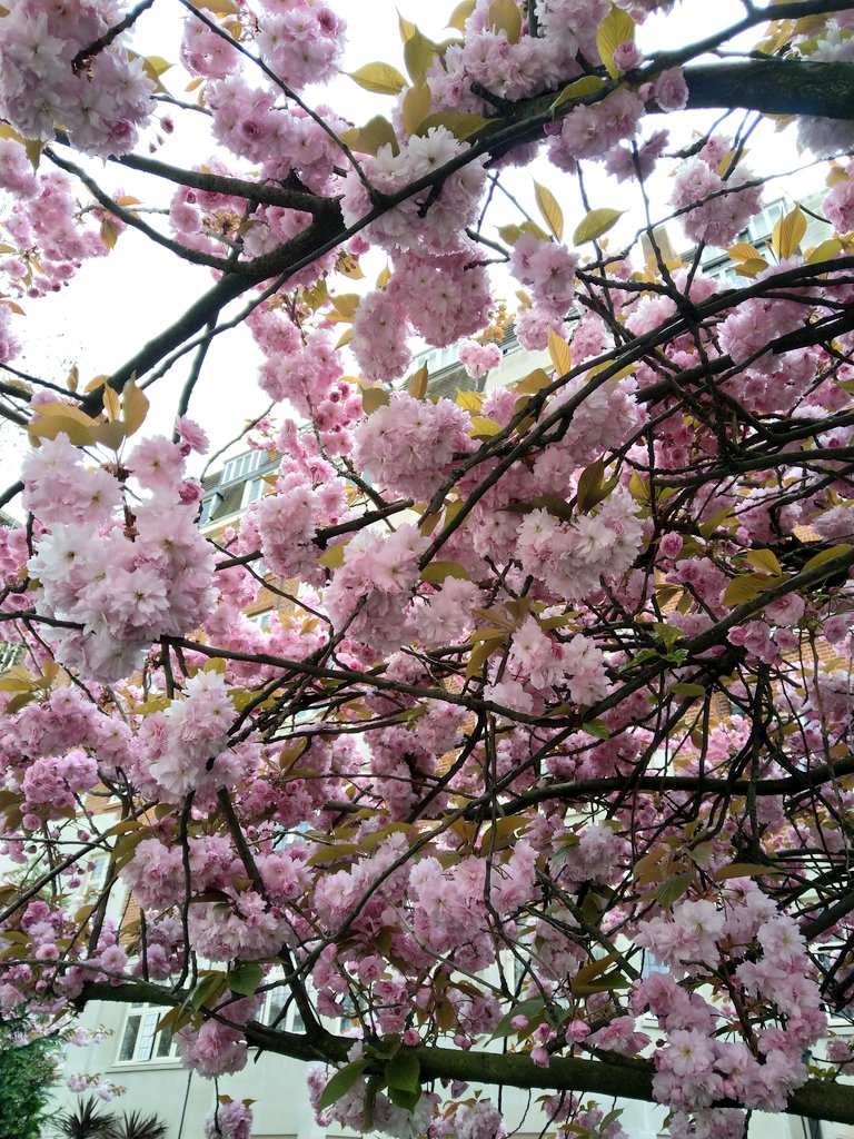 SPRING TIME IN LONDON - April 2021
#spring #SpringTime #londonlife #London #springinlondon #nature #gardens