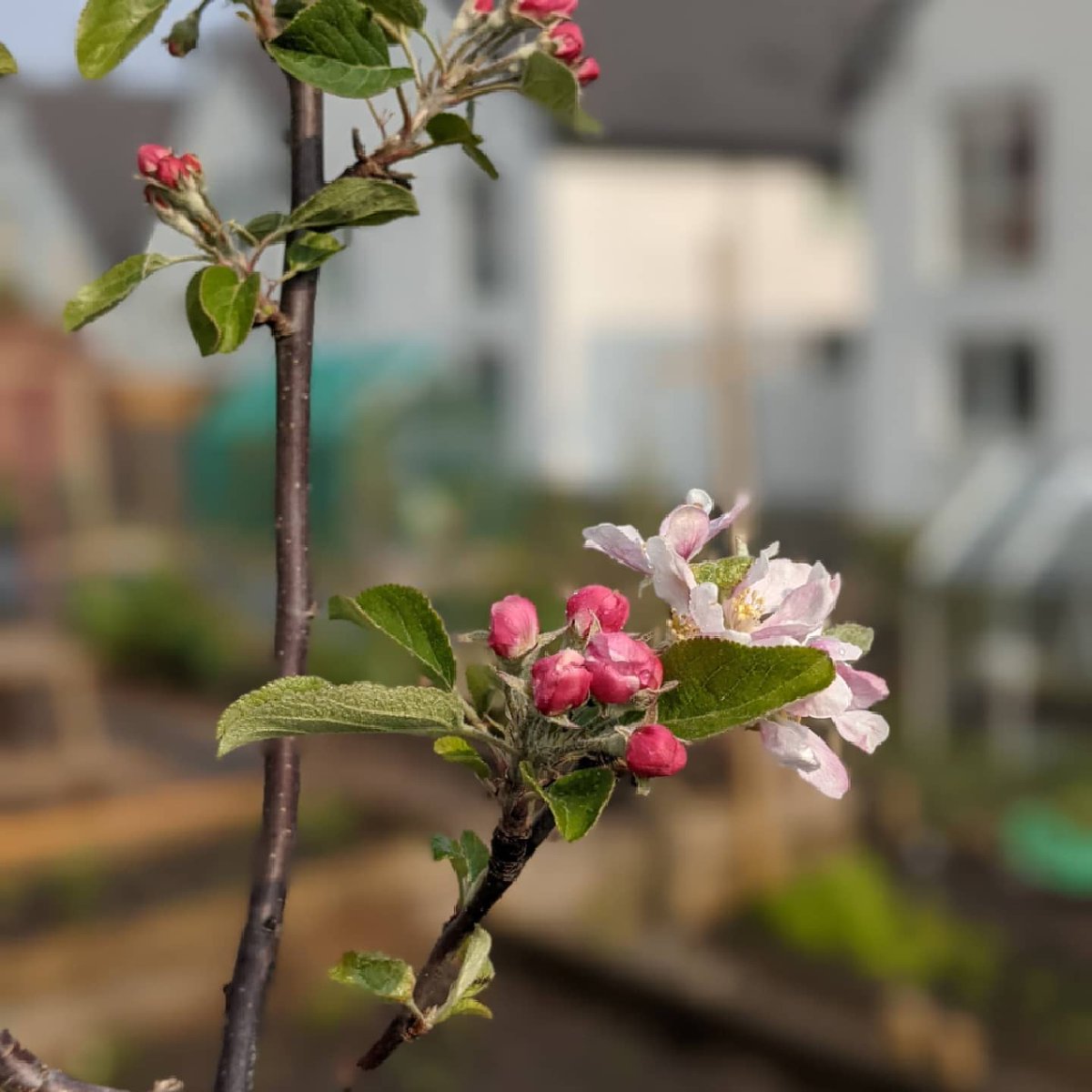 martinjc's tweet photo. I should be marking this morning, but I thought better of it and went and watered the plot. An hour of quiet was a much better use of my time, even if it will need paying back later on...
Pleased to see the potatoes have started to make an appearance #middleagedlifegoals https://t.co/ZyHsMgkynJ