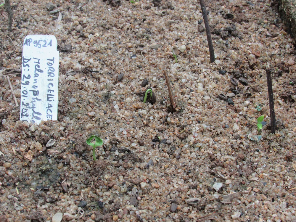 c_birkinshaw's tweet photo. On 23th March I tweeted on the first germination of a newly discovered and ridiculously rare tree (Melanophylla dianeae) #Madagascar.  Pleased to report this seedling now has 24 siblings – almost 5 times the known population of adults.  Thanks @chesterzoo and  @MadaFaunaFlora https://t.co/MEqECSqxYt