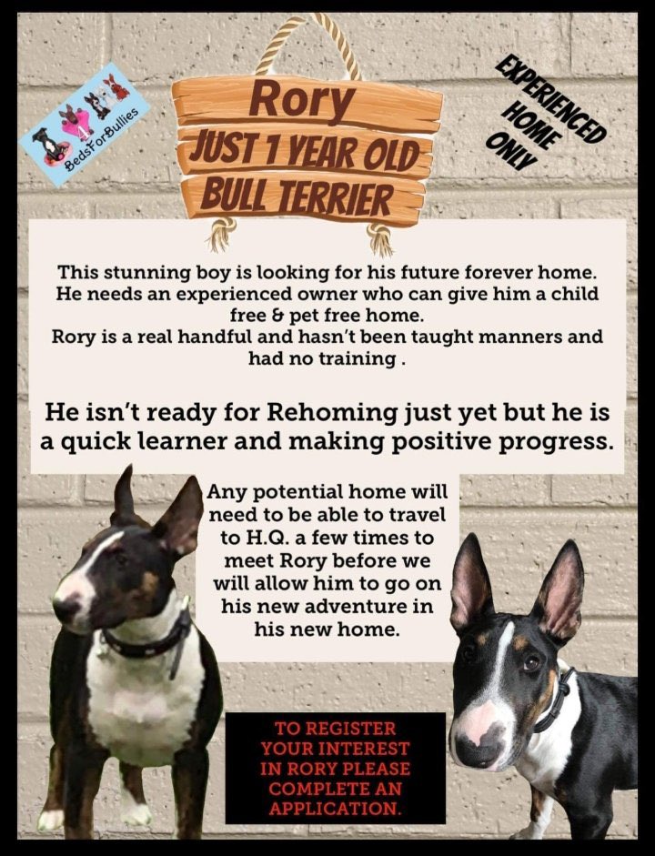 FOSTERFIRST1's tweet image. #FosterFirst @bedsforbullies 🐾💚