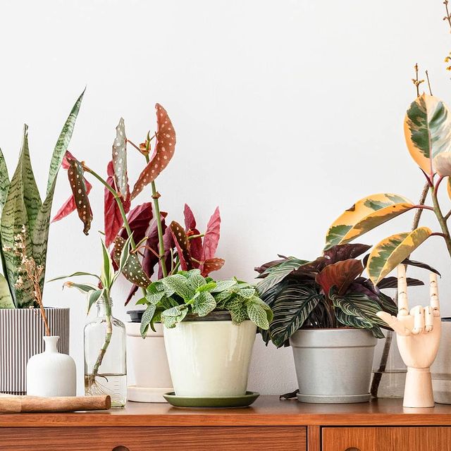 Bitki köşesi ❤️ 🤟

Yaşam alanlarınızda nefes aldırıyoruz. 🪴

#moonplant #plantsfromheaven #plantidea #houseplant