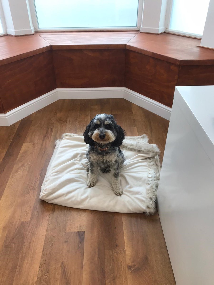 BaseEnergyInfo's tweet photo. Evie will be helping us at the new Liverpool office today checking our sustainability reports! https://t.co/sKxlpHvQ1k
