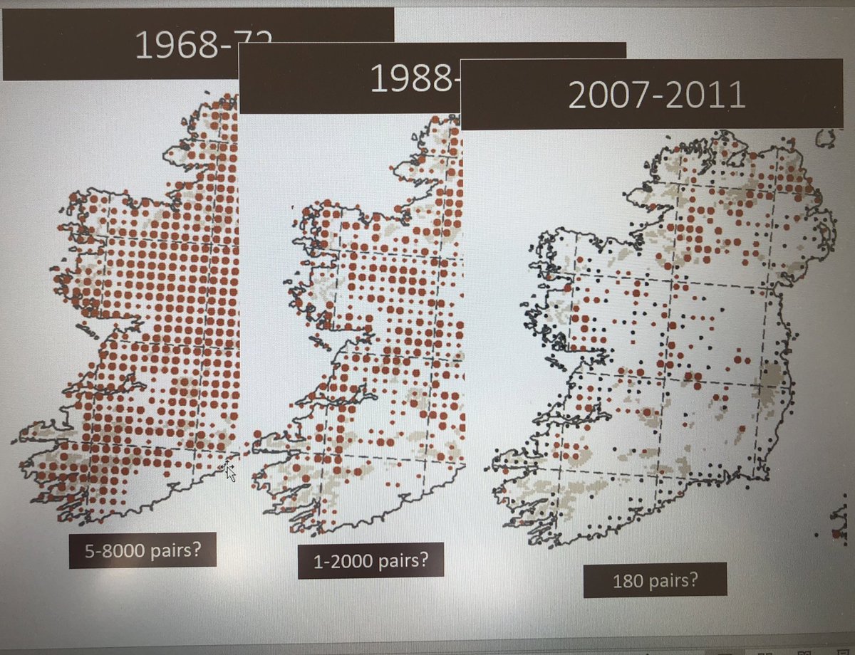 The Irish Breeding Curlew EIP tweet media