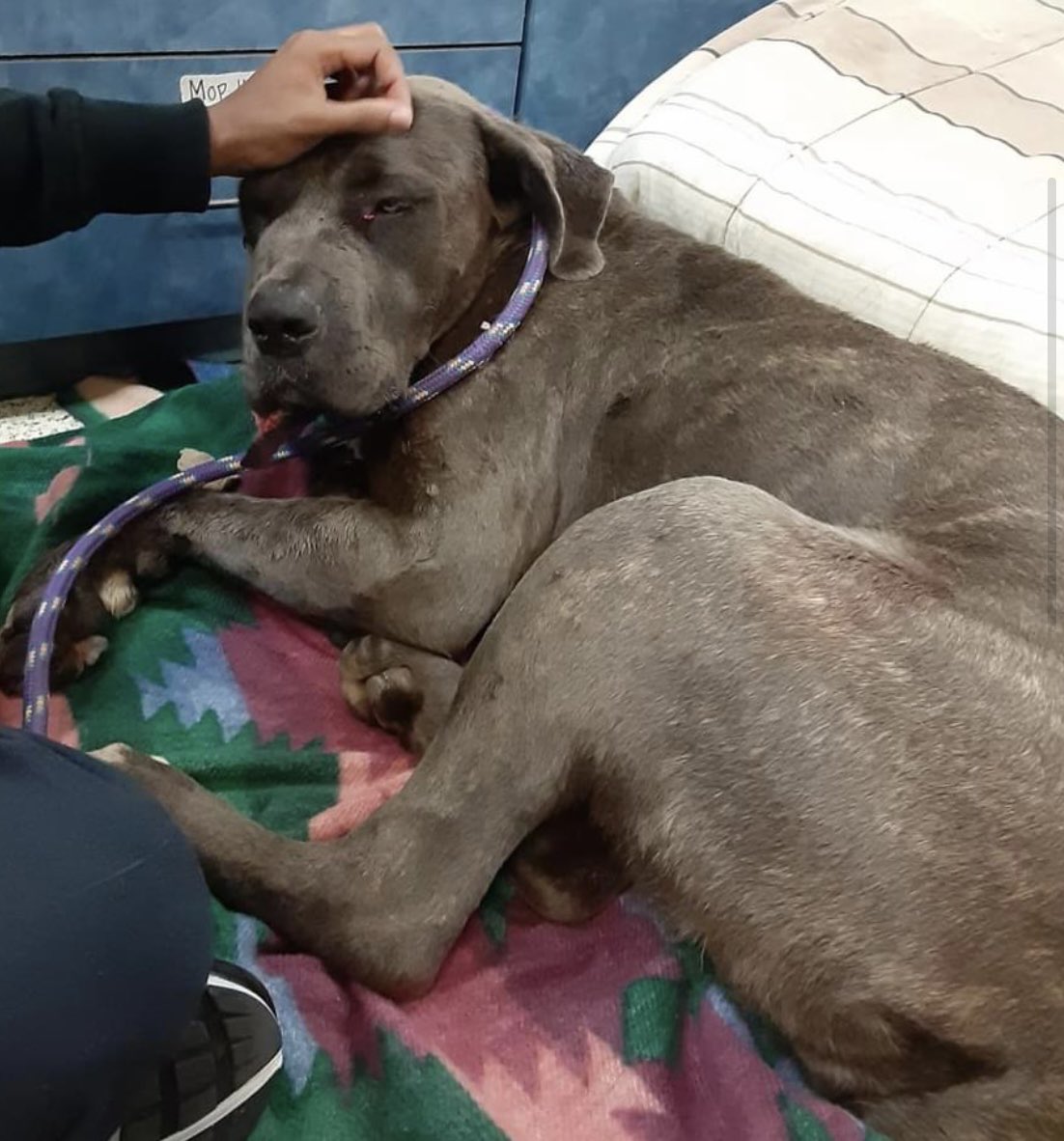reddogsusie's tweet photo. #TN #MEMPHIS
🆘🆘CODE RED Pluto 4yr 6mo girl SHAKING IN FEAR in her kennel💔V.shut down-much happier out of kennel. Has injury to her lip &amp; various soft tissue issues! She desperately needs #RESCUE #FOSTER #PLEDGES OR A KIND PATIENT CARING HOME! #MASA4494 
https://t.co/3719LpLfkn https://t.co/zj4mjkahYc