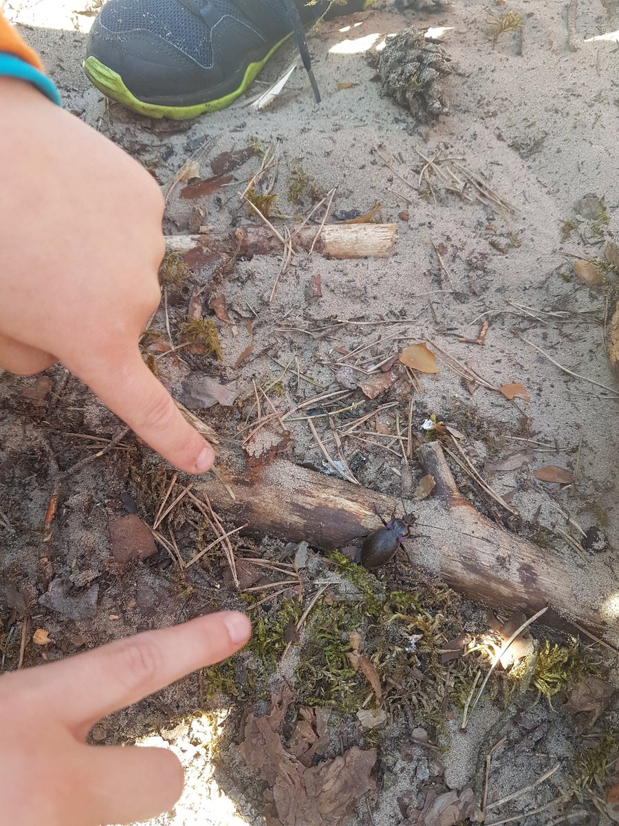 Learning at the forest.