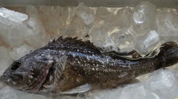 dotdotnews111's tweet photo. 核污染十年未退 福島輻射魚再現
Fish radioactive report prompts Fukushima ban https://t.co/nManJpn78X