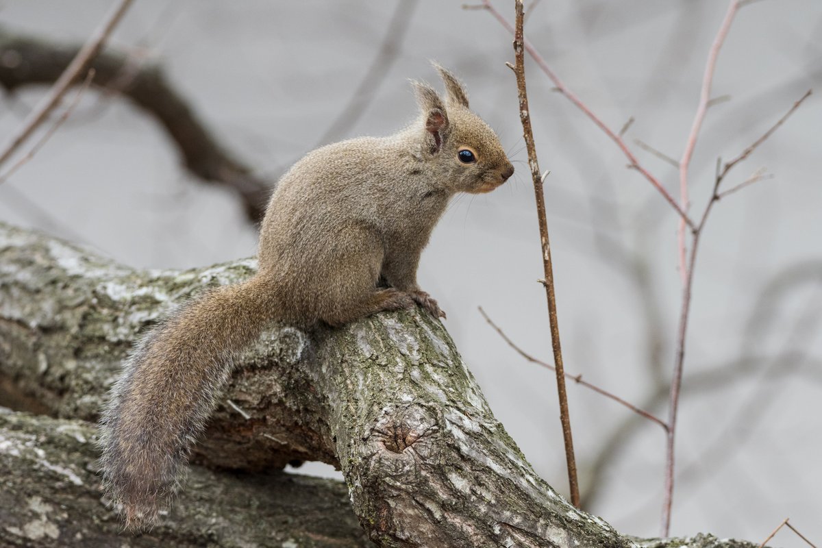 葉月 希緑 信州 可愛いリスは好きですか 私は好きです