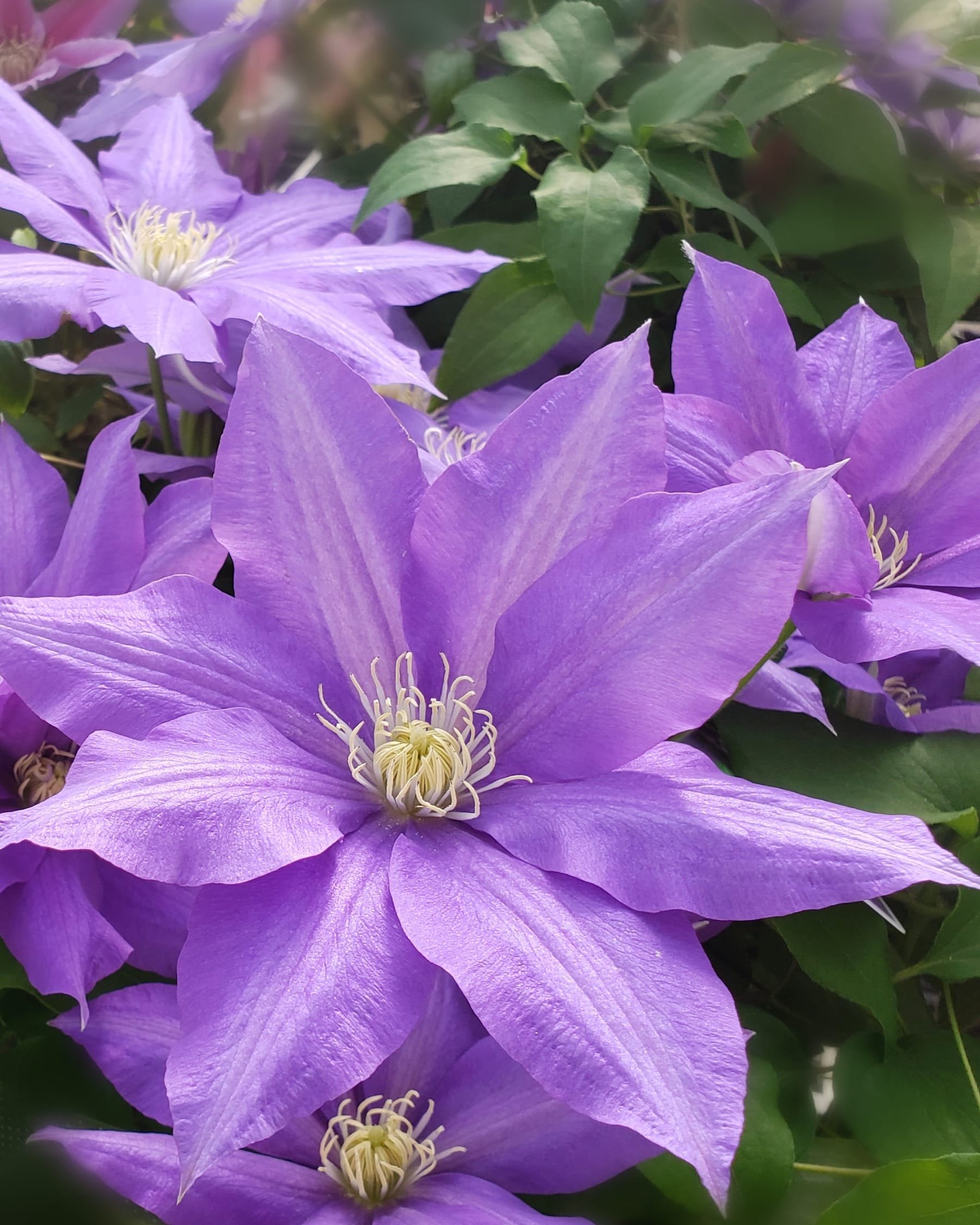 M クレマチス 花言葉 美しい精神 旅人の喜び キリトリセカイ 写真の奏でる私の世界 花 花言葉 あえてシェア 私の花の写真 Flower 花がすき 花が好きな人と繋がりたい クレマチス ふらわ T Co Oxumbx1dhk Twitter