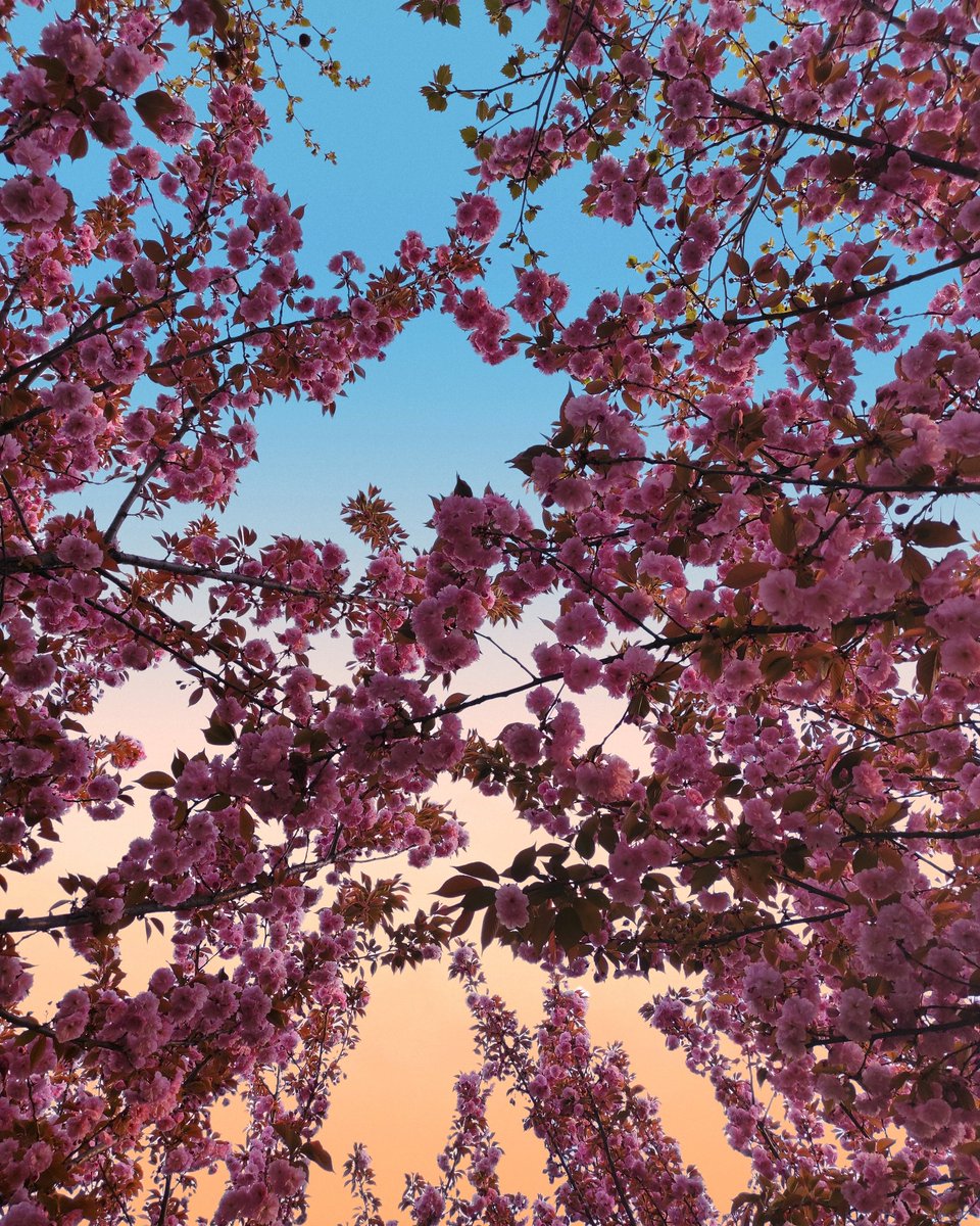Скопје единствено го сакам вака. Во пролет,со сонце и расцутени дрвца 🌺🌺🌺
