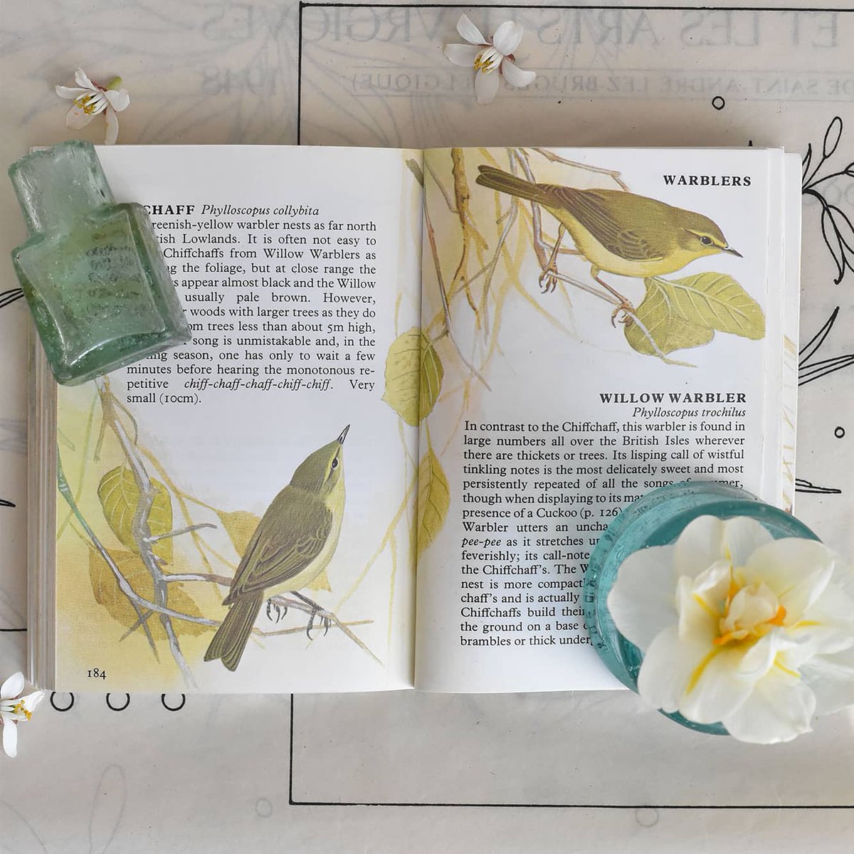 Chiffchaff &amp; Willow Warbler... these beautiful colour illustrations can be found in a lovely vintage edition of the Collins GEM Guide to Birds (1980). It is available to purchase from our website (link in bio) #virtualvintage #shopvintage #shopsmall #campaignshopindependent