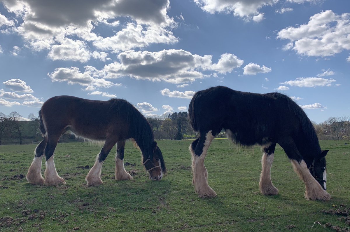 CotebrookShires's tweet photo. Love this picture of these to wonderful horses. The wonderful Maddy and amazing Kelsie 😂😂😂 #shires #horses #shirehorses #mares #fillys #geldings #foals #cheshire https://t.co/ZHujjUwL1i