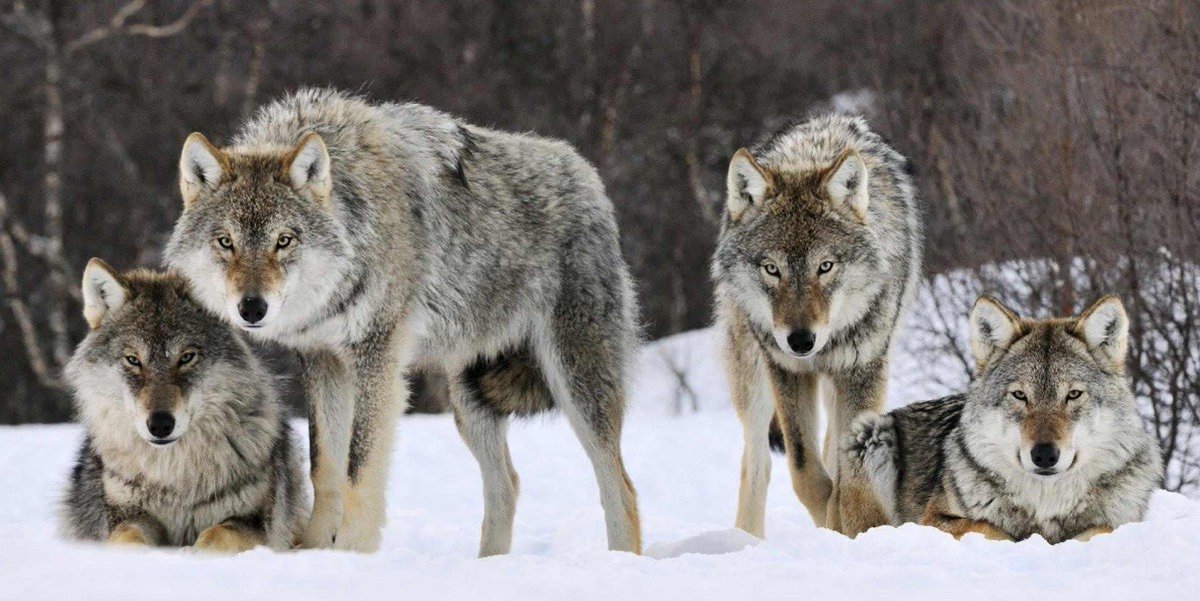 Think of all the roles needed in any network. In a business group, a sports team, a family unit. Now imagine one person assuming every responsibility. The same level of success would not be possible.There really is no such thing as a lone wolf. The pack hunts and eats together.