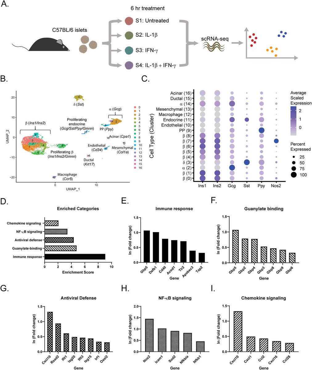 LifeScienceAlliance (@lsajournal) on Twitter photo Single-cell RNA-seq was used to show that islet endocrine cells respond to acute cytokine exposure with an increase in the expression of protective genes and the absence of apoptotic gene expression. By Corbett & collaborators <a href="/jsstancill/">Jennifer Stancill, Ph.D.</a> <a href="/MedicalCollege/">Medical College of Wisconsin</a>
bit.ly/3v1yqoW Single-cell RNA-seq was used to show that islet endocrine cells respond to acute cytokine exposure with an increase in the expression of protective genes and the absence of apoptotic gene expression. By Corbett & collaborators <a href="/jsstancill/">Jennifer Stancill, Ph.D.</a> <a href="/MedicalCollege/">Medical College of Wisconsin</a>
bit.ly/3v1yqoW