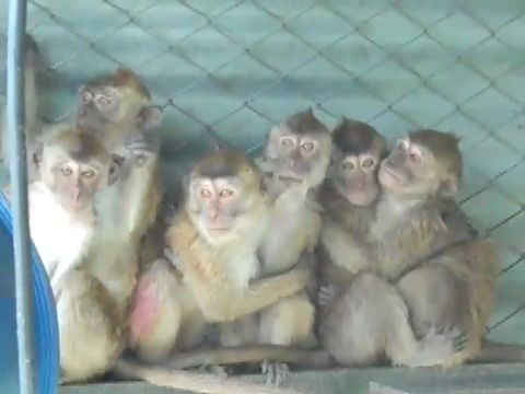 Monkeys on breeding farm in Mauritius; credit: Cruelty Free International