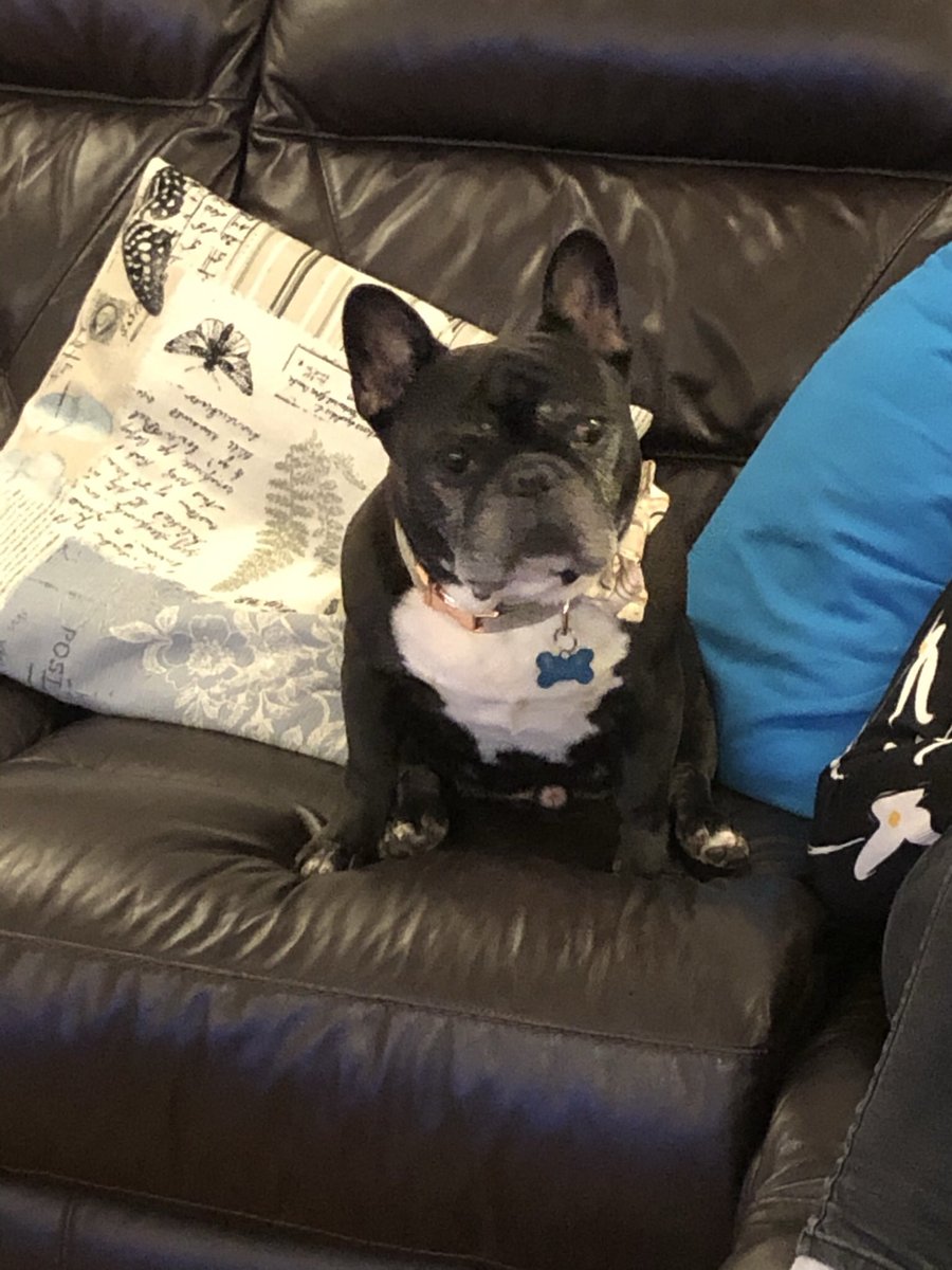 debbiec1980's tweet photo. @innocent @age_uk #KnitMyPet this is Pepé Le Pew - he’d very much like to be made into a hat!! 🧶 🐶 https://t.co/fP5U7kTdcJ