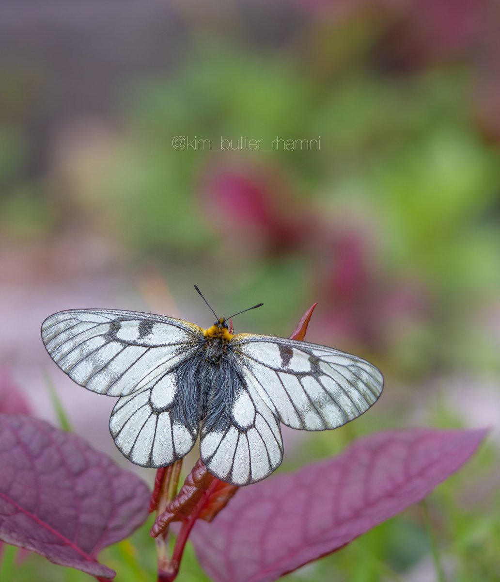 イタドリの新芽に止まる
ウスバシロチョウ

本当に何もかも美しい蝶だな〜！！