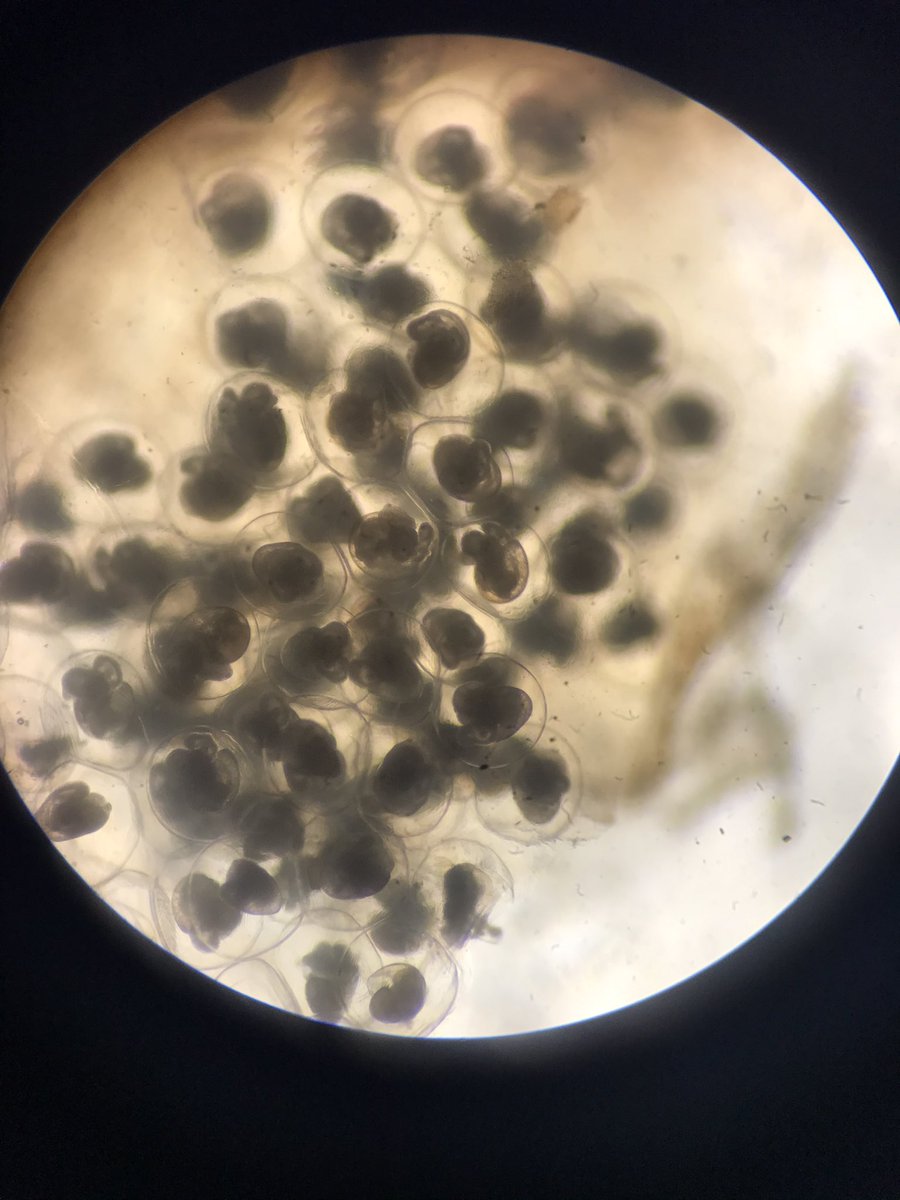 Arabella Cutler tweet media