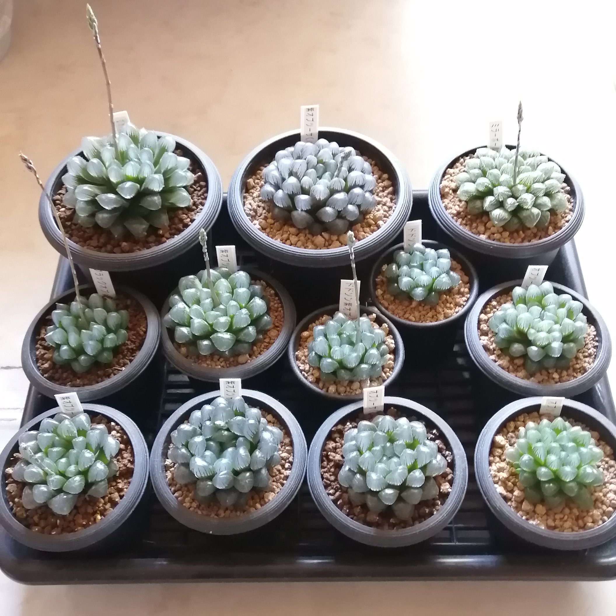 ট ইট র よ すけ うちのオブツーサたち 花芽が出てきた ハオルチア ハオルシア オブツーサ ブラックオブツーサ 紫オブツーサ ドドソン ミラーボール 多肉植物 T Co Qgkrjgue39 ট ইট র