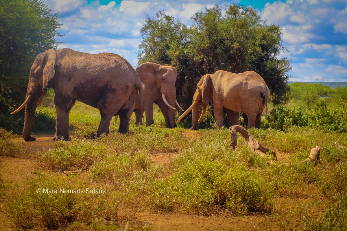 The land of the 'Mighty Giants' Amboseli National Park....
#amboselinationalpark #amboseli #zuruKenya #travelphotography #Magicalkenya #tembeakenya🇰🇪 #travel #WednesdayMotivation