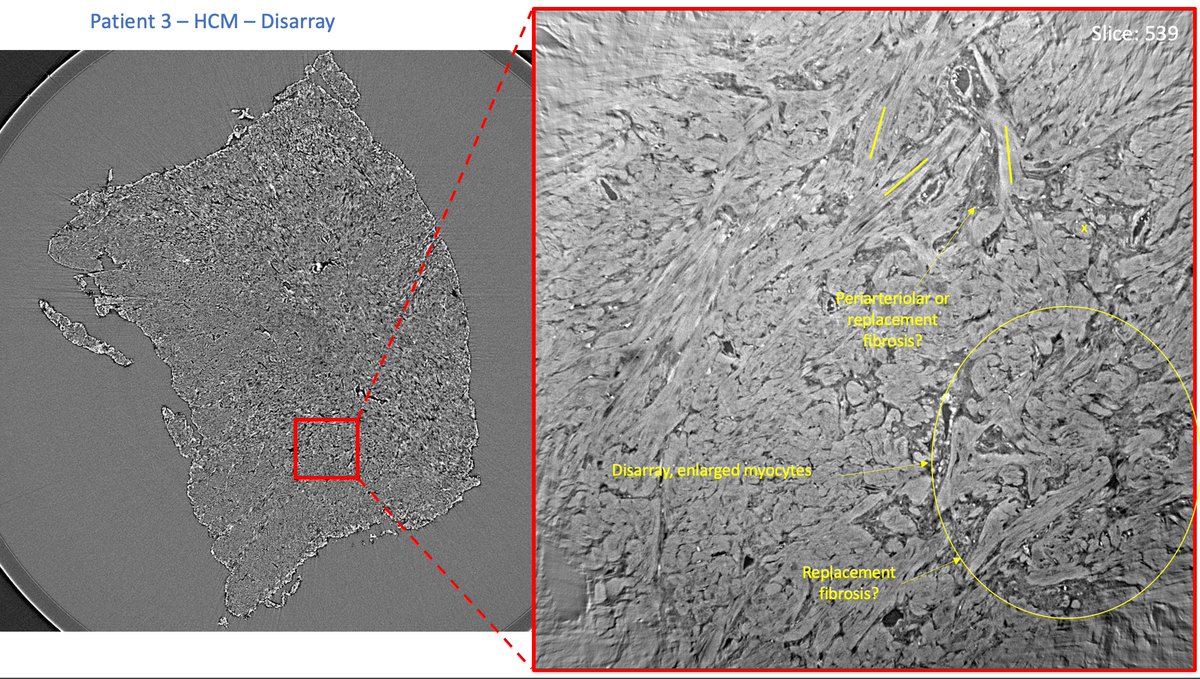 Filip Loncaric tweet media