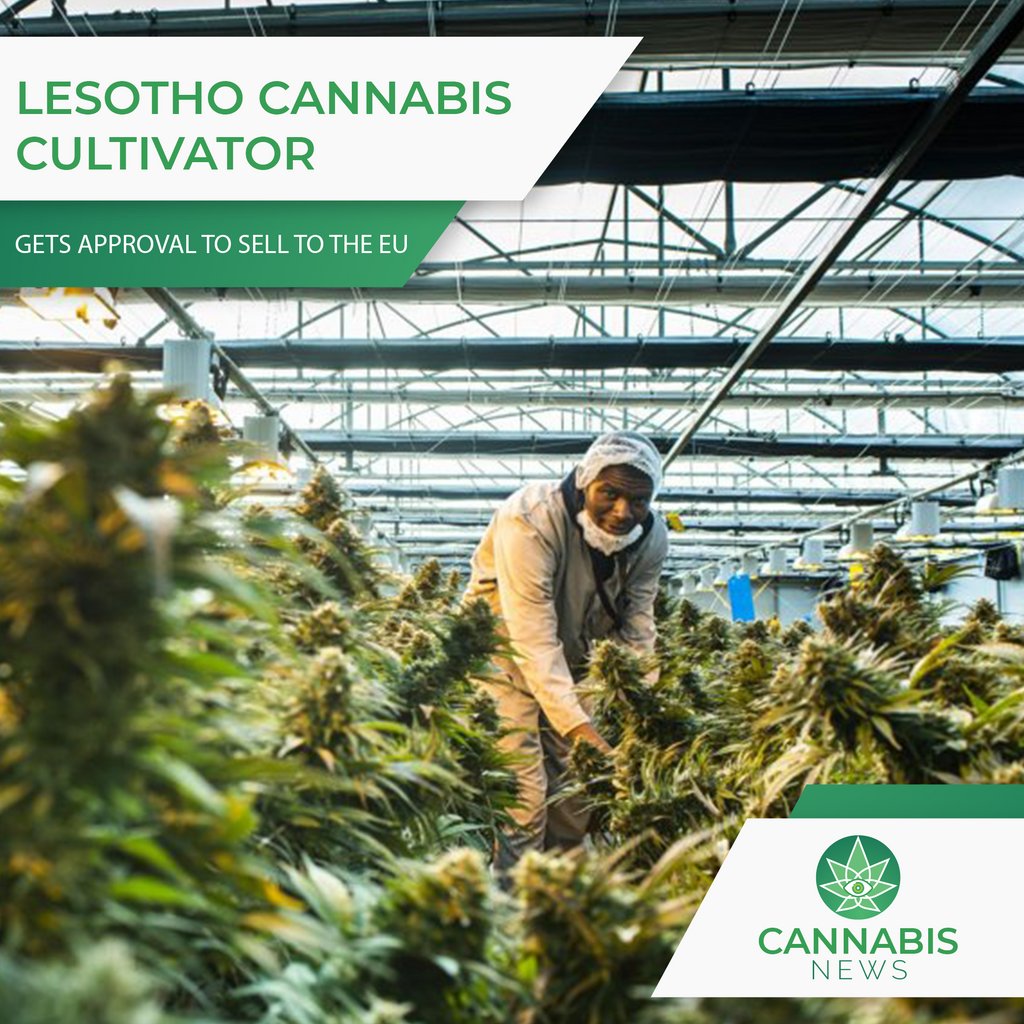 Based outside of Lesotho’s capital, MG Health is the first cannabis cultivator in Africa to get approval to export the medicinal cannabis flower as an Active Pharmaceutical Ingredient (API) to the European Union.

Read more on Cannabis News - bit.ly/2RGpGGo