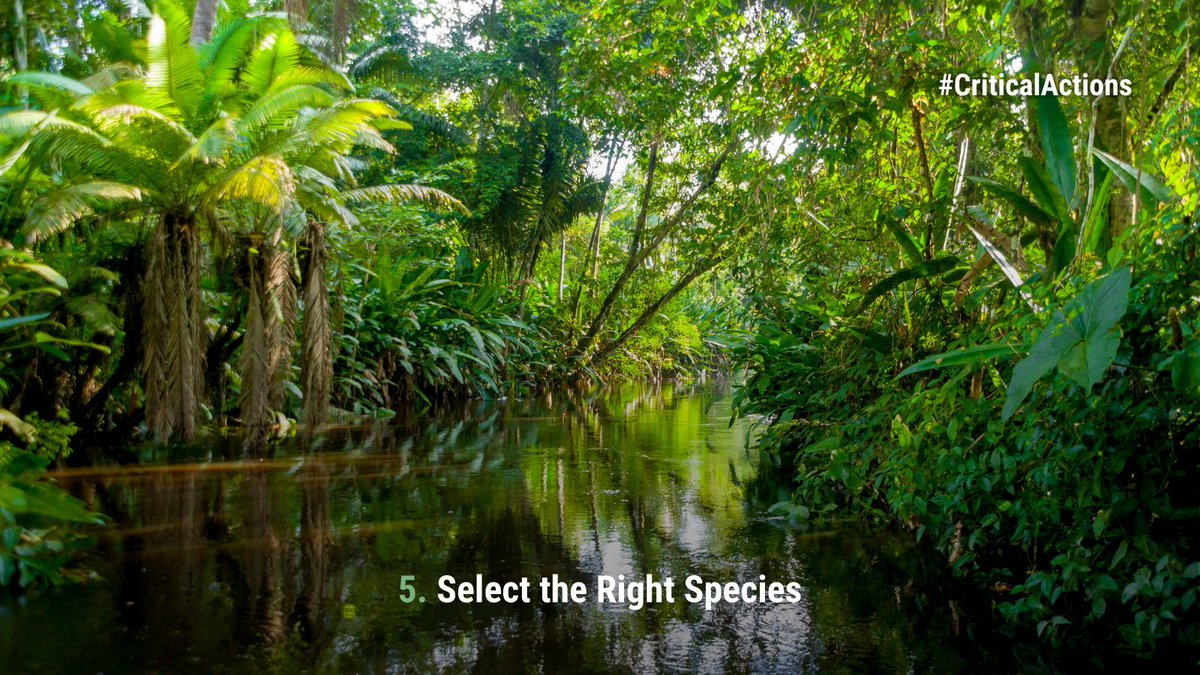 DendraSystems's tweet photo. #CriticalAction for sustainable #EcosystemRestoration number 5: Select the right #species to #plant. Local provenance and a high level of genetic #biodiversity increase the chance of successful establishment and the #ecosystem's ability to evolve and recover from disturbances. https://t.co/1pGLcV7LwW