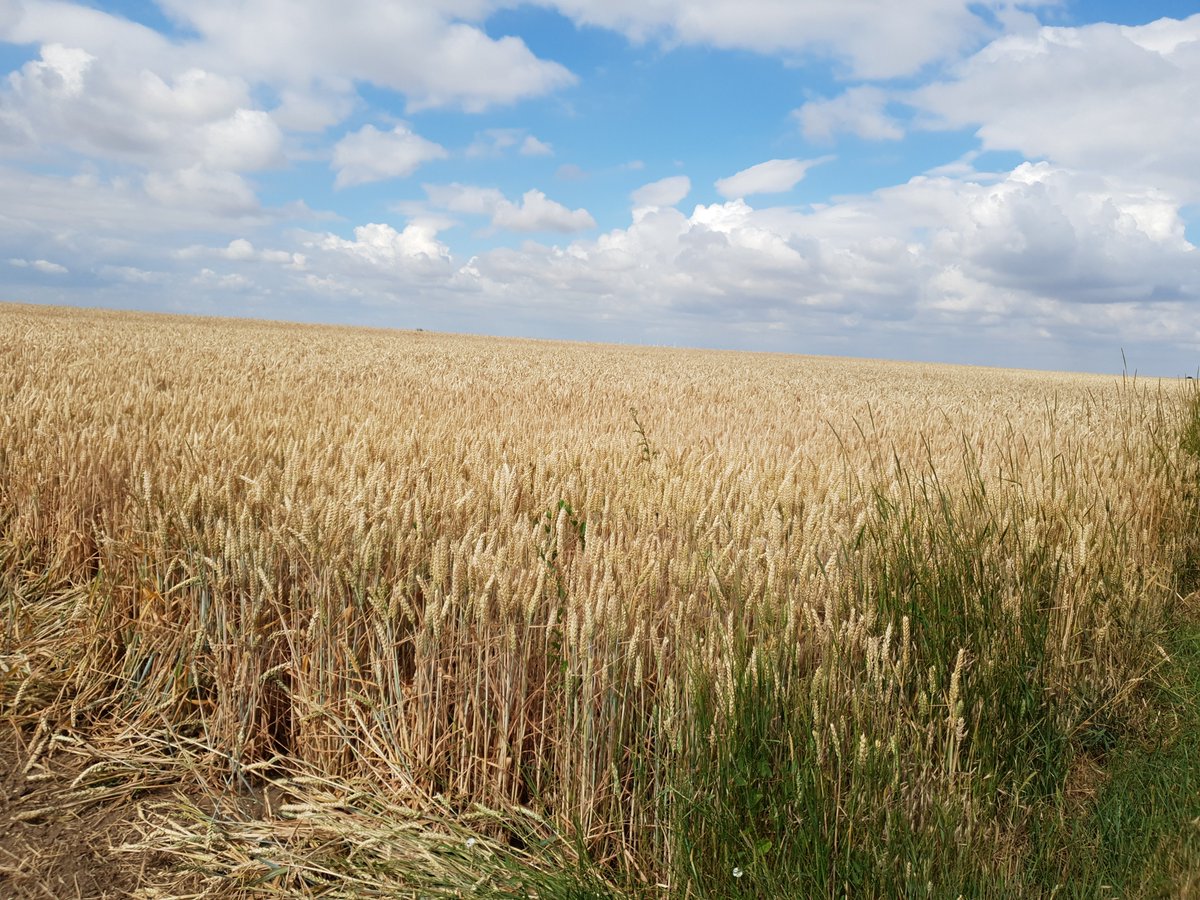 Tresacool's tweet photo. 1/4 Intensive use of chemical fertilizer and pesticides threatens the environment and human health. #Plant growth-promoting #bacteria could be a #sustainable solution for modern #agriculture. #YoungScientistsHMGU https://t.co/Ndt8pMzUfu
