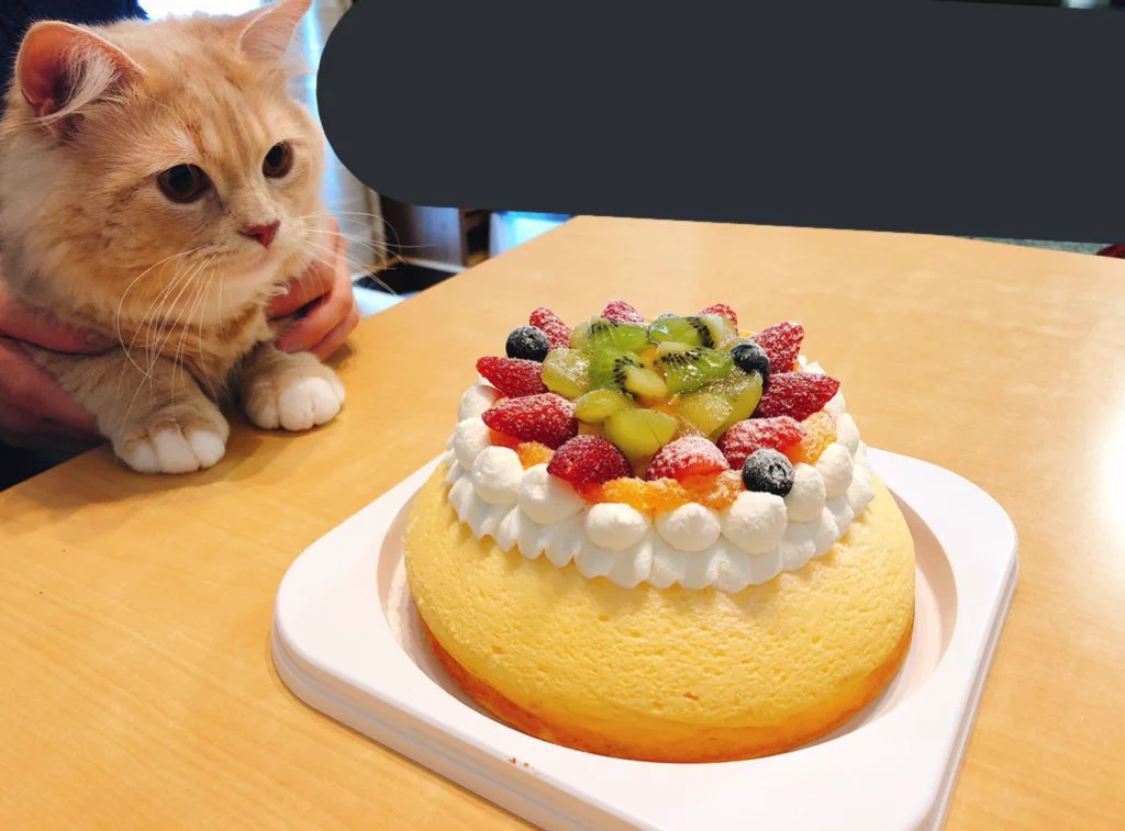 @NEKOLAND13 うちの猫とそっくりです！！ 