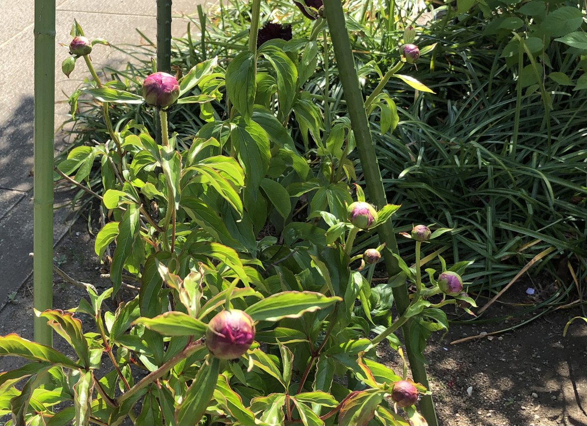 清原慶子official 都に 緊急事態宣言 発令が検討される中 三鷹市 の 春清寺 境内に八重の 牡丹 の花が美しく咲き蕾も膨らんでいます 立てば 芍薬 座れば牡丹 歩く姿は百合の花 という諺の芍薬と牡丹は同じボタン科で 牡丹は落葉低木 芍薬は多