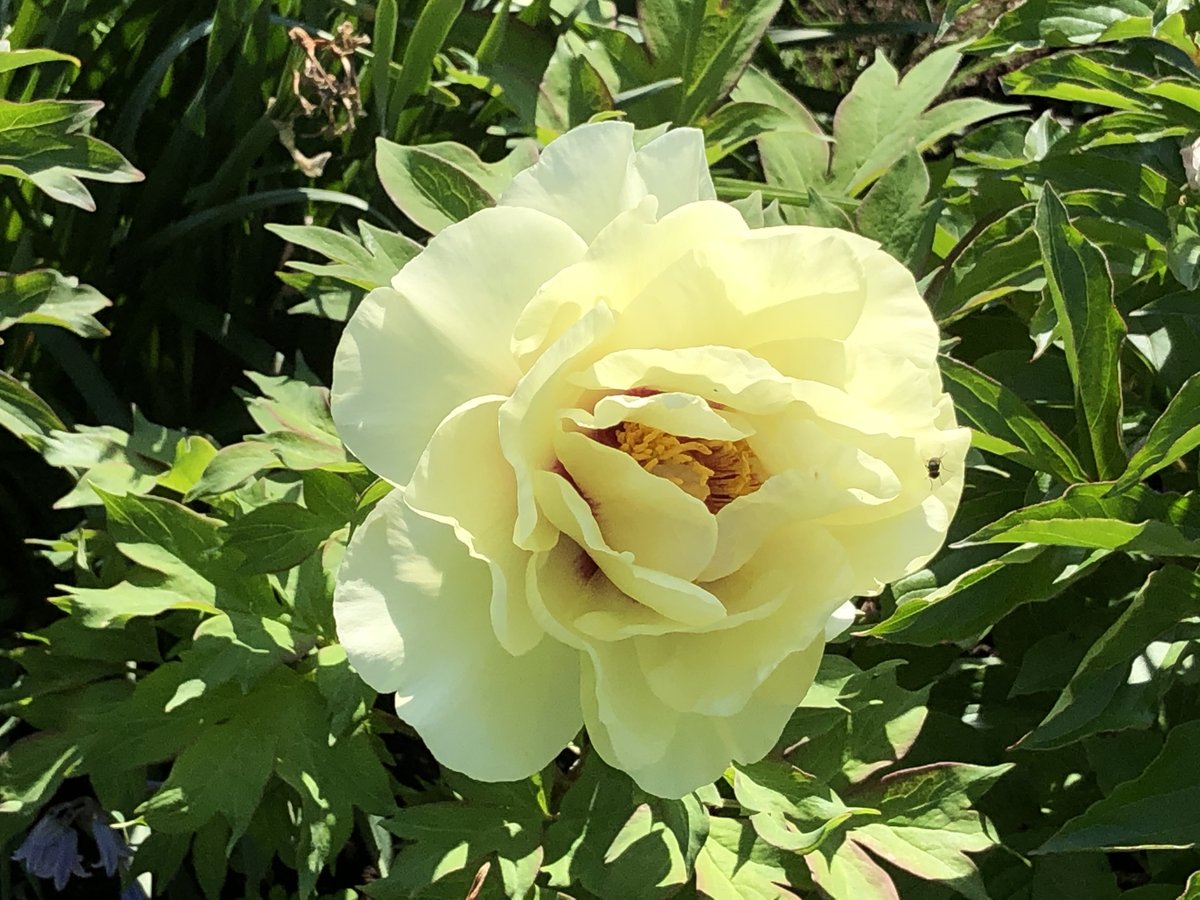 清原慶子official 都に 緊急事態宣言 発令が検討される中 三鷹市 の 春清寺 境内に八重の 牡丹 の花が美しく咲き蕾も膨らんでいます 立てば 芍薬 座れば牡丹 歩く姿は百合の花 という諺の芍薬と牡丹は同じボタン科で 牡丹は落葉低木 芍薬は多