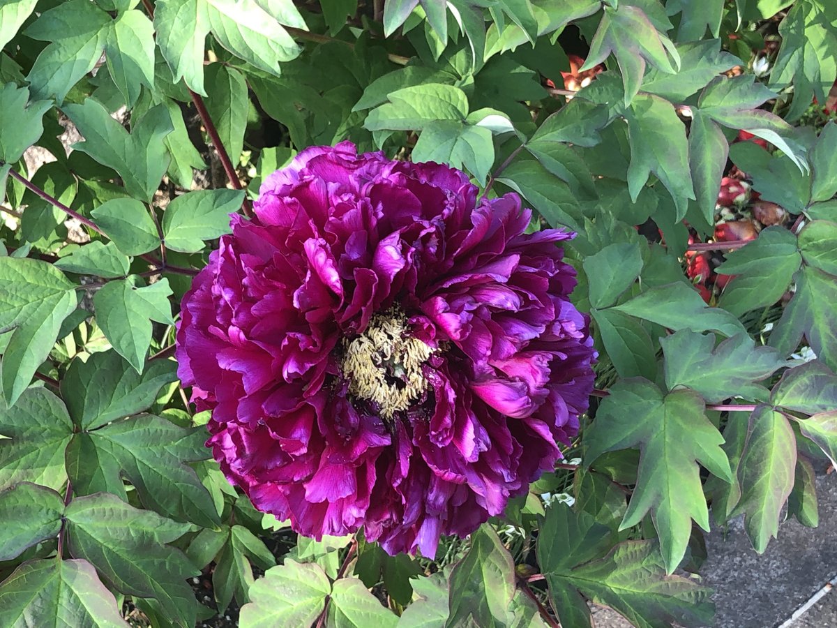 清原慶子official 都に 緊急事態宣言 発令が検討される中 三鷹市 の 春清寺 境内に八重の 牡丹 の花が美しく咲き蕾も膨らんでいます 立てば 芍薬 座れば牡丹 歩く姿は百合の花 という諺の芍薬と牡丹は同じボタン科で 牡丹は落葉低木 芍薬は多