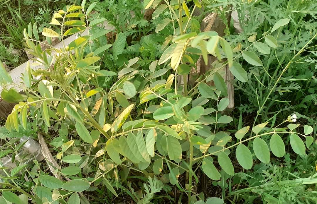 El Mindango tweet media